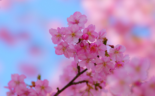 桜.png