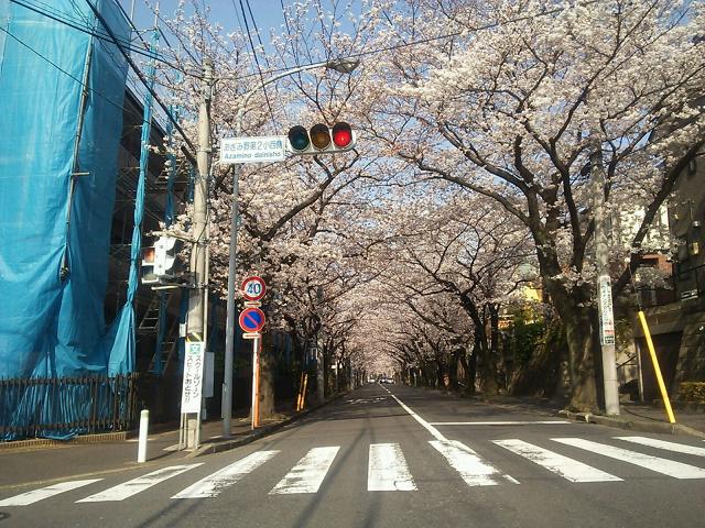 桜のトンネル.JPG