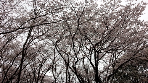 佐倉　桜　１.jpg