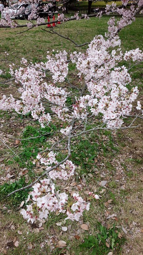 佐倉　桜　22.jpg