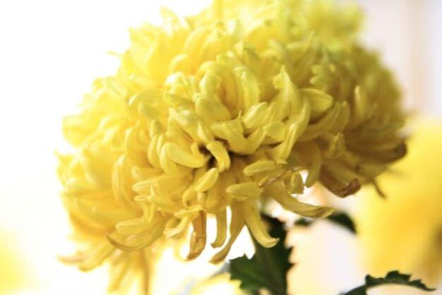 37-chrysanthemum.jpg