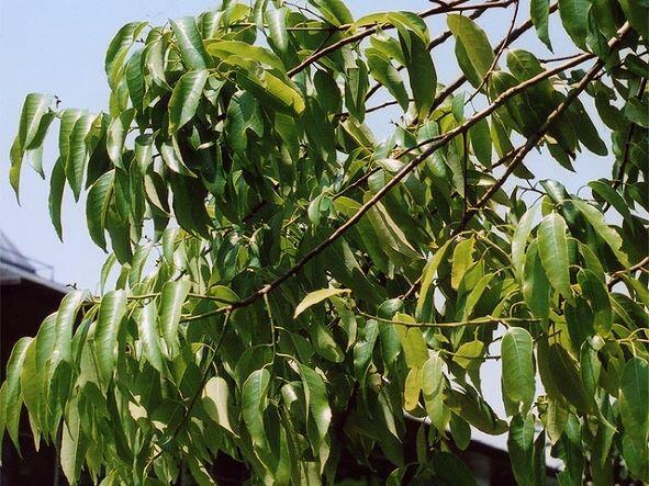 Quercus_myrsinaefolia.JPG