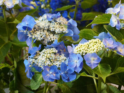 blue-lacecap-hydrangea.jpg