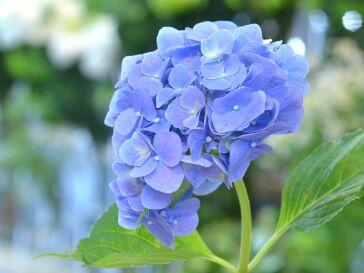 blue-western-hydrangea.jpg