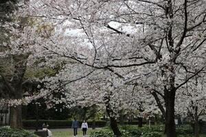 日比谷公園桜.JPG