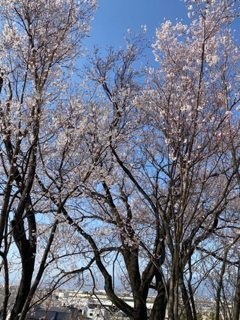 スタッフブログ キレイな桜に春を感じました Volkswagen甲府東 Volkswagen Kofu Higashi