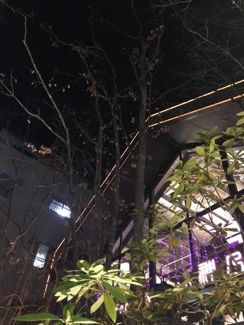 神野珈琲：桜.jpeg